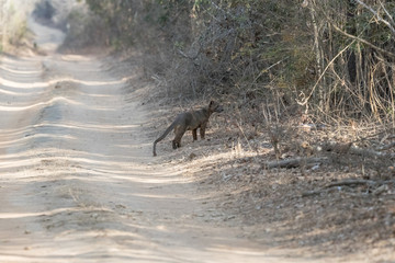 Fossa. ( Cryptoprocta ferox )