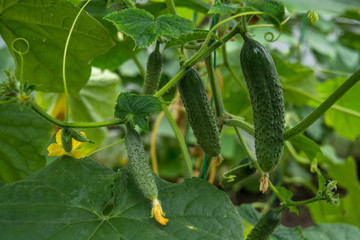 To grow cucumbers in the greenhouse, agricultural enterprise, field, small business,