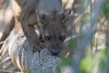 Fossa. ( Cryptoprocta ferox )