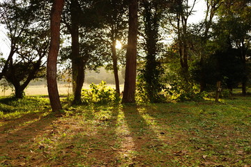 木漏れ日　夕日　公園