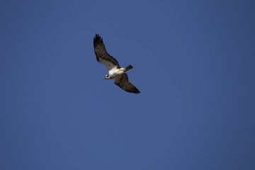 osprey flying seen from below