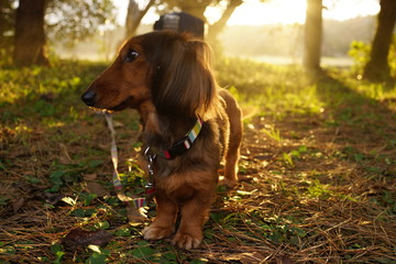 犬　ペット　ミニチュアダックス　逆光　日差し　夕方