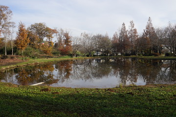 Obraz premium 公園 秋 池 