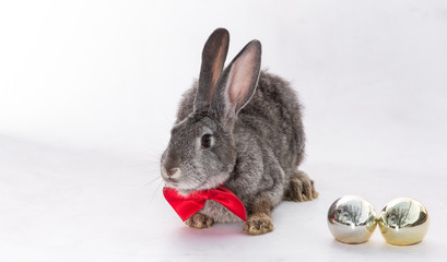 Easter bunny with a tie and a golden egg on a white background isolated