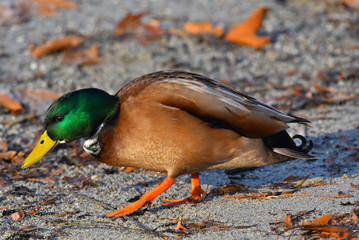 Maschio di germano reale che cammina sulla spiaggia