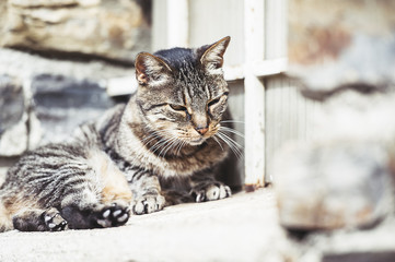 Portrait de chat dans la rue