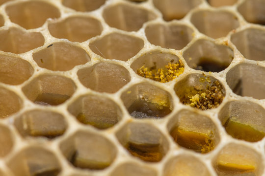 panal de abejas