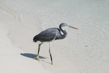 Heron with yellow Eyes