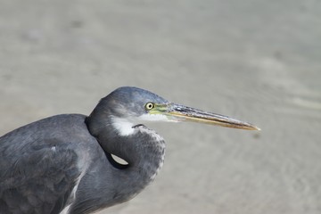 Heron with yellow Eyes