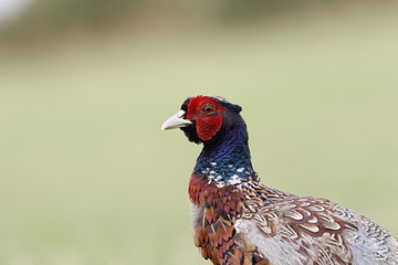 pheasant side view green background