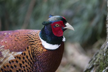 pheasant close up side view
