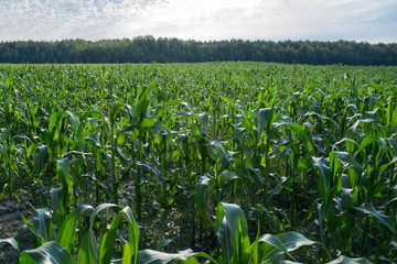 To grow corn in a field, agricultural enterprise, field, small business,