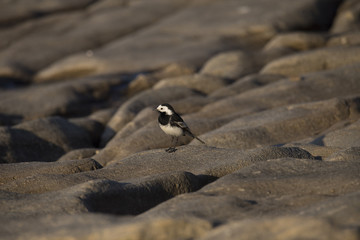 pied wagtail