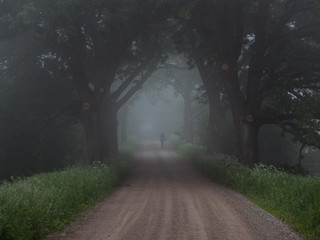 way through the misty trees