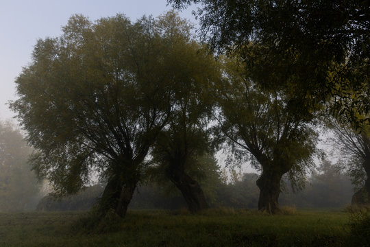 Willow trees in the fog.