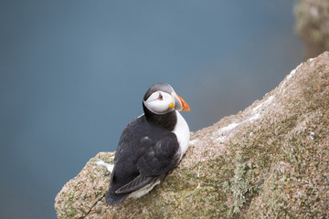 puffin resting on rock with blue background