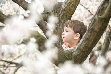 toddler boy in spring time near the blossom tree