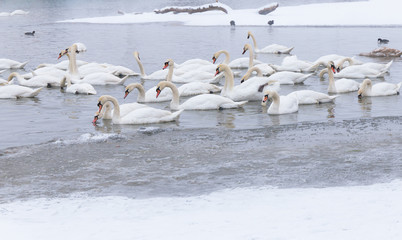 Beautiful swans in the frozen river Danube