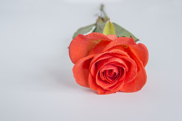 scarlet rose flower on white background