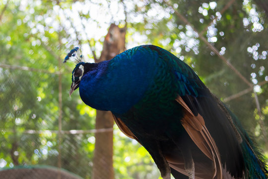 peacock bird closeup