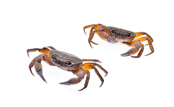 Fiddler Crab Isolated On White Background