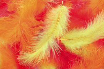 
Colorful feathers backround