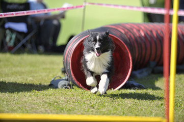 Dog is very happy running on agility competition, he exiting the red tunnel