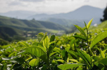 Plantation de thé