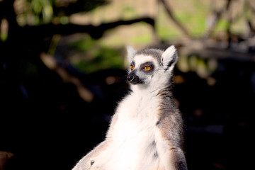 Naklejka na ściany i meble Close up portrait of a cute ring tailed lemur on the blurred background. Copy space for text.