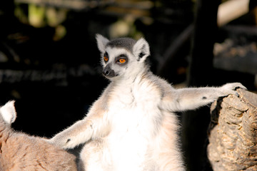 Close up portrait of a cute ring tailed lemur on the blurred background. Copy space for text.