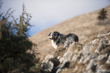 Beautiful blue merle Australian Shepherd dog on sunny walk in the mountains.