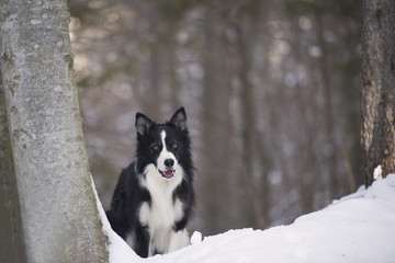 Smiling purebred dog border collie in attention pose on snow. He is ready for winter action and for play with snowball