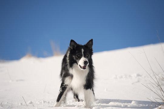Winter image of black & white purebred dog Border Collie waiting for a command. It is beautiful sunny day with blue sky in a background and bright white snow. Dog is ready to play winter games with hi