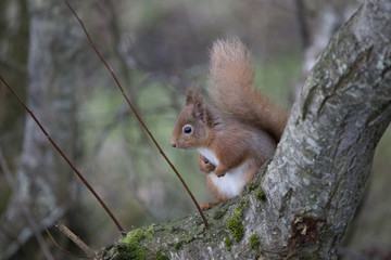 red squirrel sitting in tree