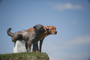 Two dogs on top of the hill. It seems like they mourn for the dead owner