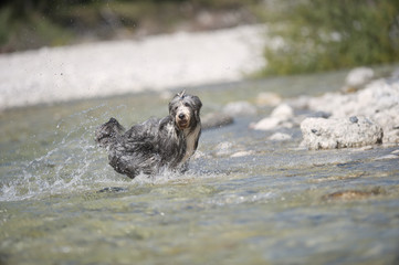 Happy dog playing in water