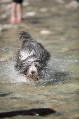 Dog bearded collie running in the water