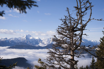 Old spruce tree with beautiful backdrop view of snowy Julian Alps. Mountains on a sunny day in...