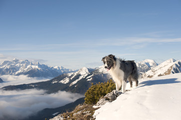 Border Collie in the mountains. Dog standing on top of the hill in snow. It is sunny day with wonderful surrounding of beautiful mountains. Photography can be nice greeting card with quote on blue sky