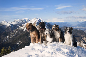 Naklejka premium Four 4 dogs sitting together on the top of the mountain. They are purebred dogs: airedalle terrier, australian shepherd, belgian malinois, bearded collie, border collie. Obedient cute dogs different c