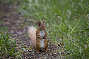 red squirrel sitting up on ground