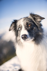 Portrait of cute Border Collie with two different eyes, blue and brown. He is looking with nice, clever expression.