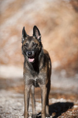Belgian Sheepdog, Malinois standing and guarding his owner on a sunny autumn walk. He is relaxed, but his ears are up listening what is around him.