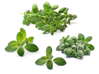 Set of fresh Marjoram (Origanum majorana), paths