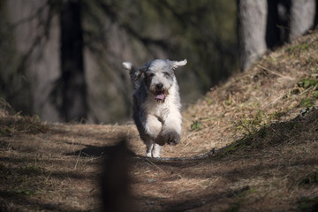 Cute Bearded Collie running in forest