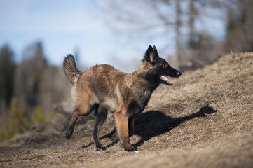 Belgian Shepherd puppy running. He is doing a quick turn