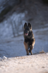 Puppy Belgian Shepherd running (long hair dog)