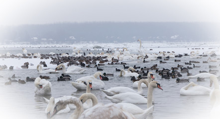 Manu beautiful birds in frozen river