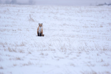 Winter Red Fox