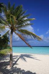 Fototapeta na wymiar Palm on the tropical paradise beach, Maldives